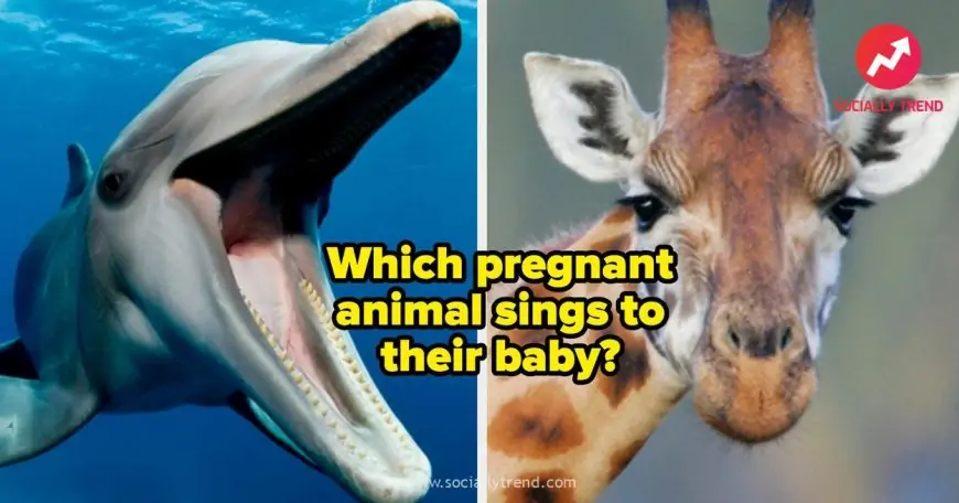 I Bet You Can&#039;t Score More Than 8/11 On This Weird Animal Facts Quiz