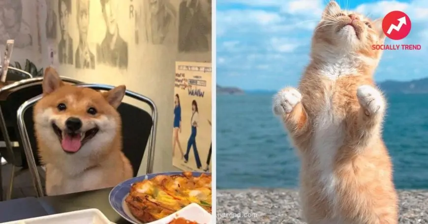 Start Your 2022 With These Adorable And Hilarious Animal Posts