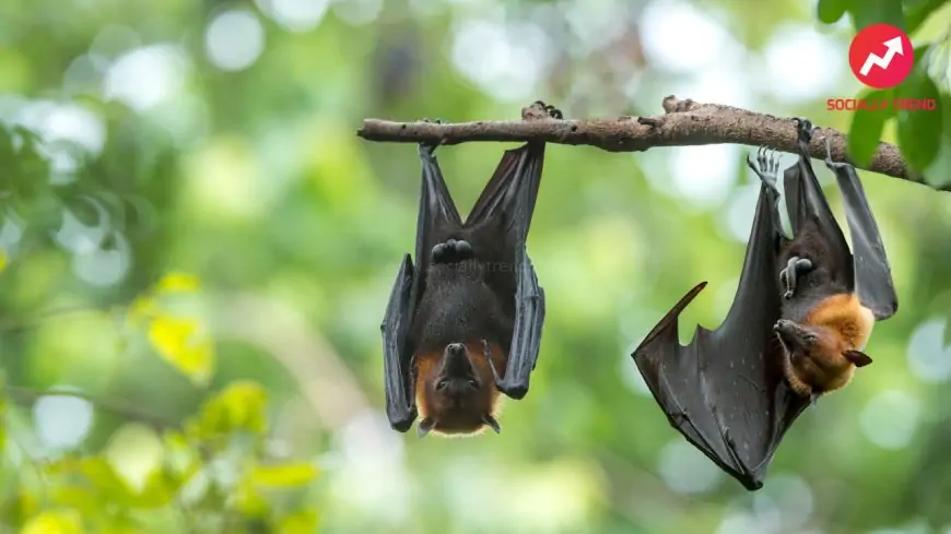 Nipah virus in Maharashtra; How is the virus transmitted? What are the signs? Every thing you might want to know