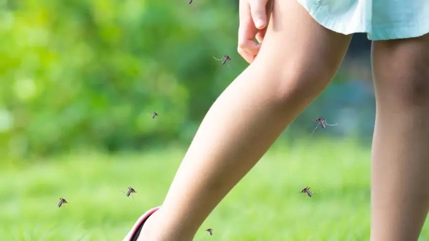 Why do Mosquitoes Bite Some More Than Others?