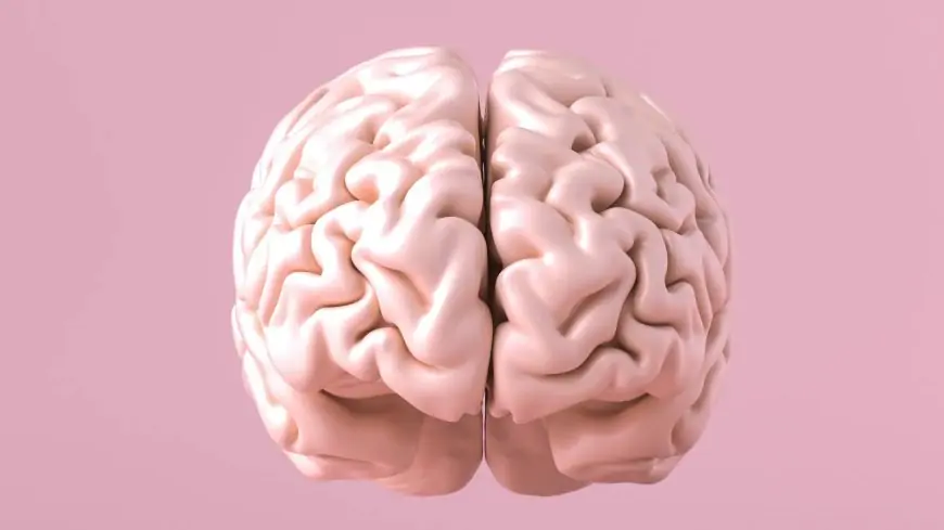 Hormone In Brain Senses Isolation And Drives Contact-Seeking Behaviour: Study
