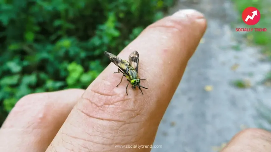 What are Botflies? And how it can infect humans