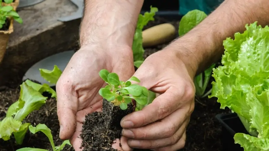 Research says Gardening Can Promote Better Mental Health