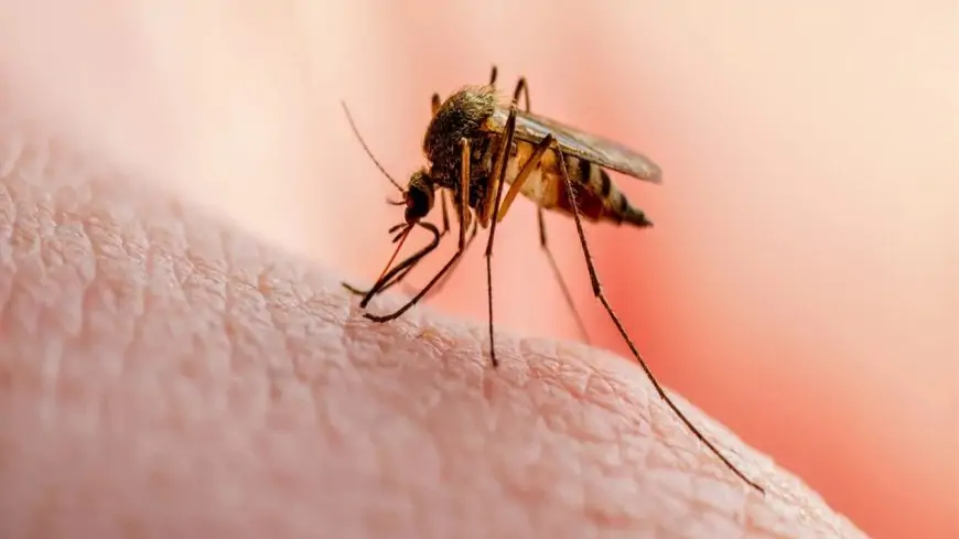 Should You Take Medicine to Prevent Malaria? Here’s What Experts Suggest