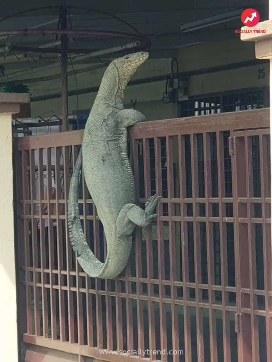 Monitor Lizard Climbing Over Front Gate