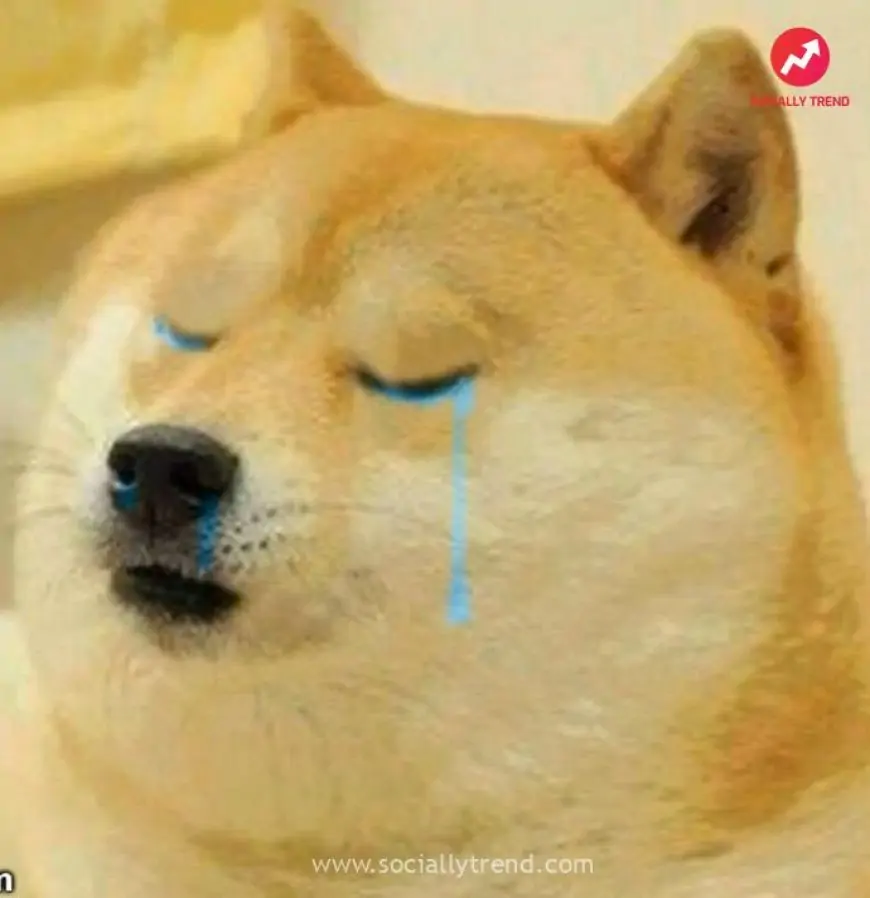 Doge Crying