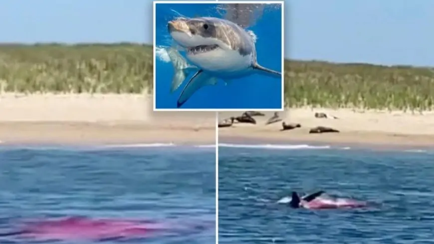 US Man Recalls How He Miraculously Survived Great White Shark Attack by Playing Dead