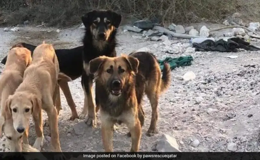 Killing Of 29 Dogs In Qatar Sparks Uproar Online