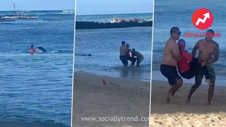 US Swimmer Injured By Hawaiian Monk Seal With Pup in Waikiki; Watch Video