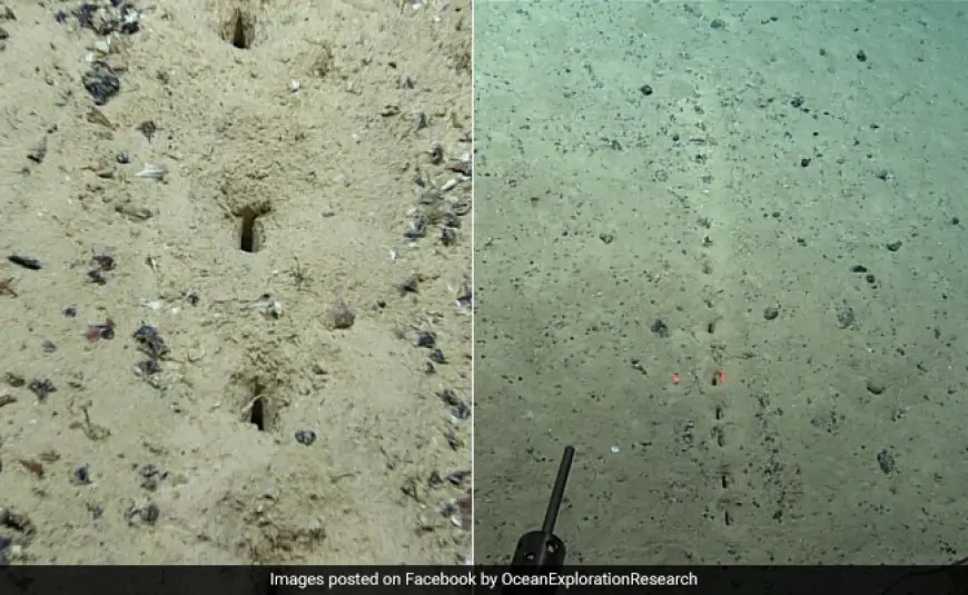 Scientists Ask For Public's Help After Discovering Mysterious Holes On Atlantic Seafloor